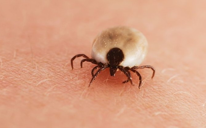 A legfontosabb tudnivalók a kullancsokról