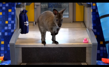 Édes kis kenguru vonatozik a MÁV-val – VIDEÓ