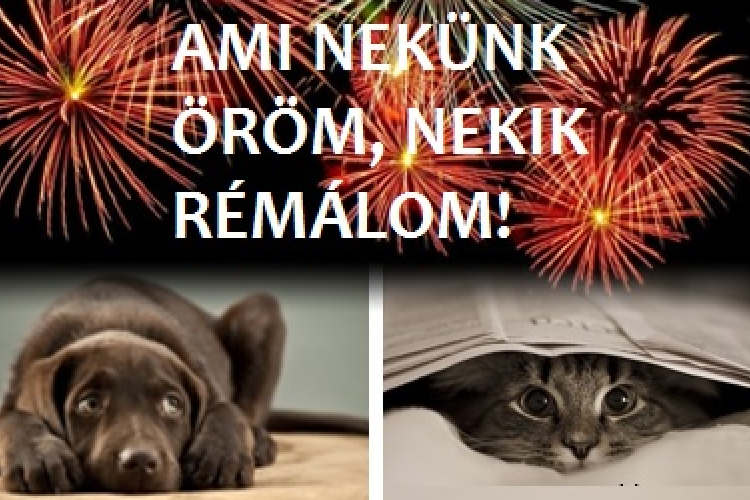 Kutya nehéz időszak a tűzijáték estéje