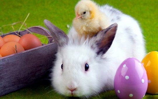 Tudja, hogy miért a nyúlé a húsvéti tojás..?