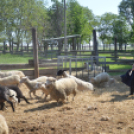Levetkőztek a Mezgé tangazdaság birkái
