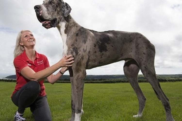 130 centi és 76 kiló a Guinness-esélyes kutya