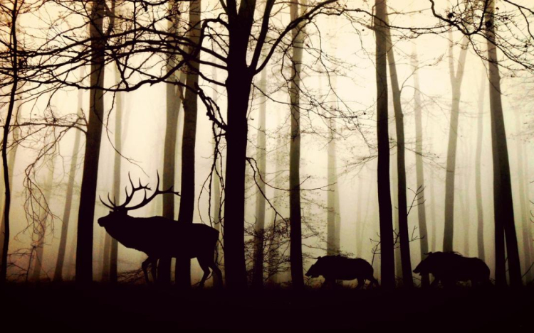 Újabb 4,7 milliárd forintra pályázhatnak az erdőgazdálkodók