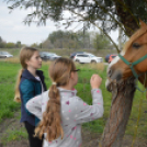 Családi délutánt rendeztek a Gyepmesteri Telepen