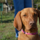 Tömegeket vonzott a Mezgé piknikje a tangazdaságba