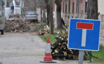 Nyesik a fákat a Gárdonyi Géza utcában