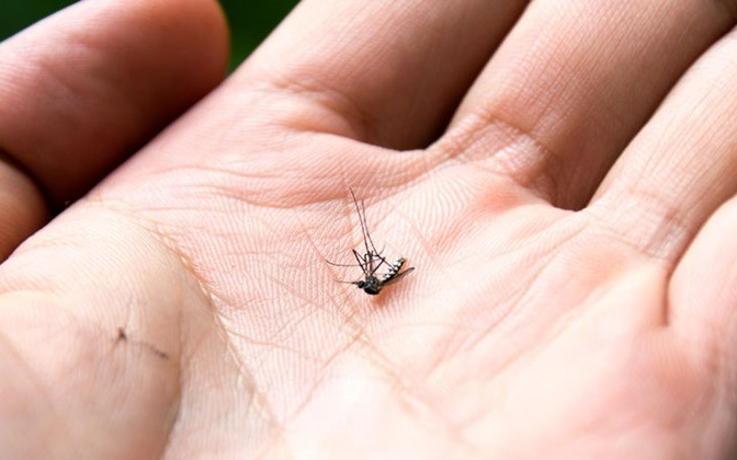 A leggyilkosabb szúnyogirtó termékek