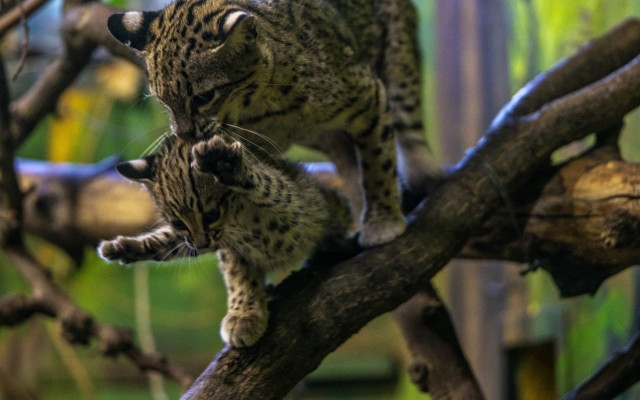 Ritka macskaféle született a Nyíregyházi Állatparkban