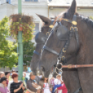 Szüreti felvonulás 2017.