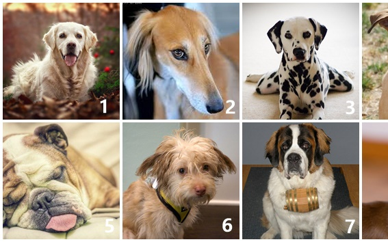 Melyiket vinnéd haza a 8 kutya közül?