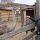 Félig hobbijuk a strucctartás