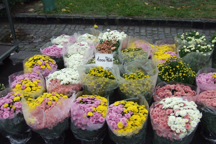 Virágba borult a Béke tér