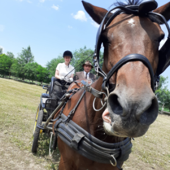 Kisujjukban van a lovász szakma