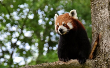 A vörös pandák nem egy, hanem valójában két fajba tartoznak