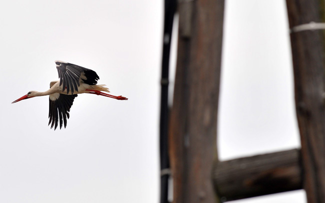 Újra fészket rakhat a jászszentlászlói gólyapár