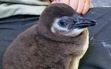 Ő itt Törpapa és Grün pingvinfiókája