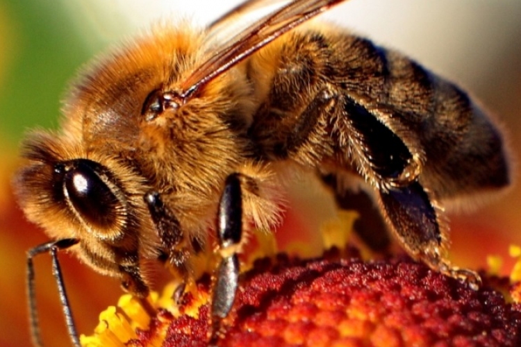  Az emberiség miatt pusztulnak a méhek