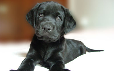 Újdonsült kutyások kisokosa