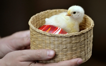 Ne ajándékozzon élő állatot húsvétkor!