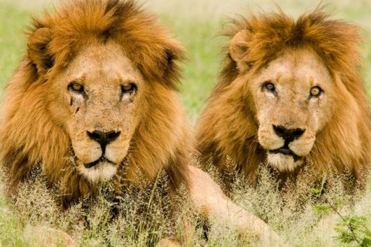 Elszabadult két oroszlán Kecskeméten