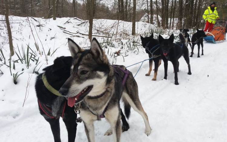 Kutyaszános kaland Nyárlőrincen