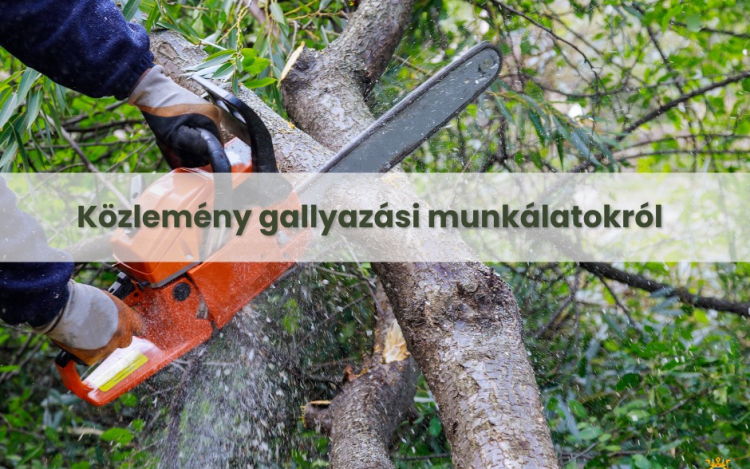 Tájékoztatás a Kiskunfélegyházán végzett gallyazási munkálatokról