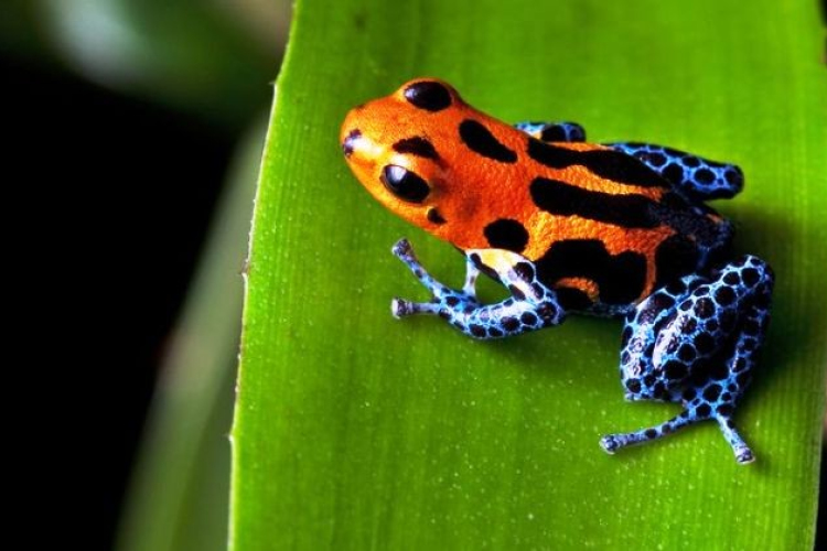 Az 5 leghalálosabb méreg