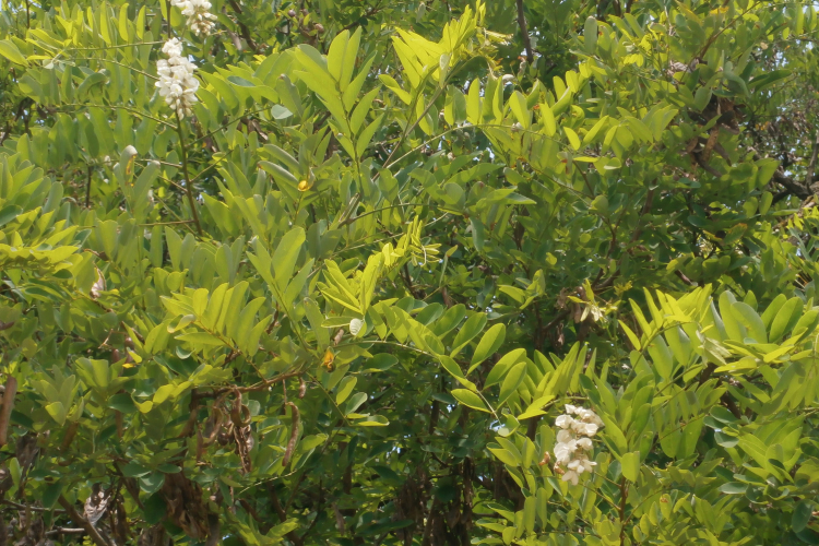 „Akácos út…” talán már csak a nótában lesz?