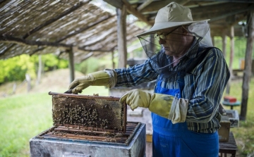 Támogatásokkal segítik a méhészetek versenyképességét