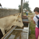 Idén is számos érdeklődőt vonzott a Mezgé piknik
