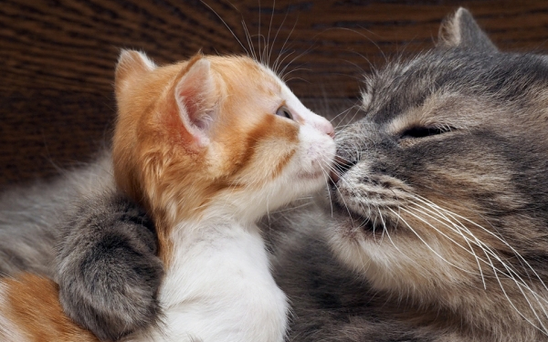 Összefogás a cicamentőkért!