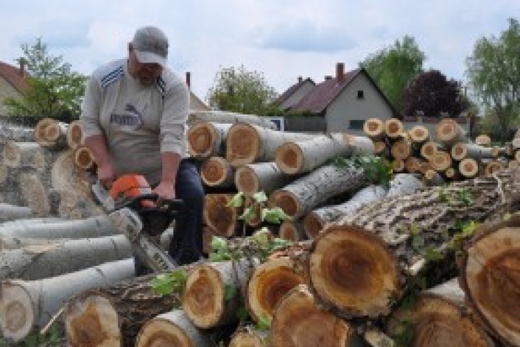 Kivágják a veszélyes fákat a Lisznyai utcában