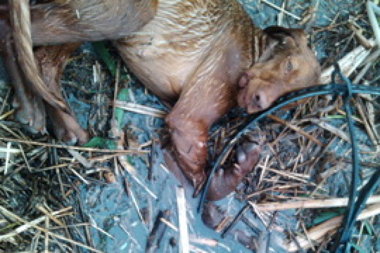 Egy vizsla esett áldozatul...