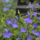 Káprázatos virágözön ékesítette Kiskunfélegyháza főterét