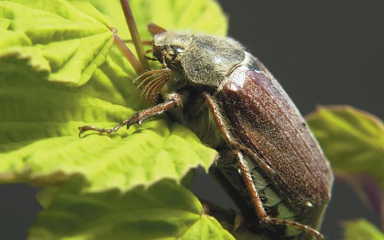 Nagy rajzás várható