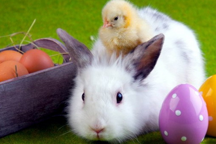 Tudja, hogy miért a nyúlé a húsvéti tojás..?