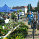 Őszi virágünnep Kiskunfélegyházán