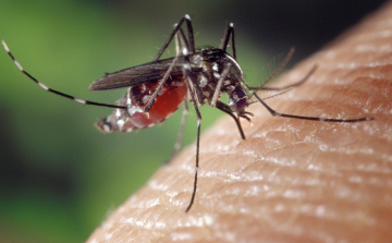 A kutatók eddig nem találtak emberre veszélyes vírusokat a hazánkban terjedő inváziós szúnyogokban