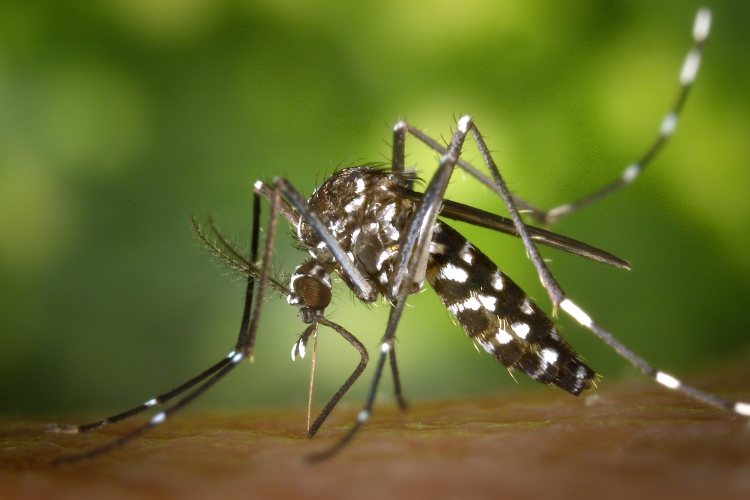 Ránkszabadíthatja a betegségterjesztő szúnyogokat a globális felmelegedés