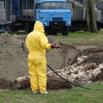 tömegesen földelték el a döglött kacsákat Majsán