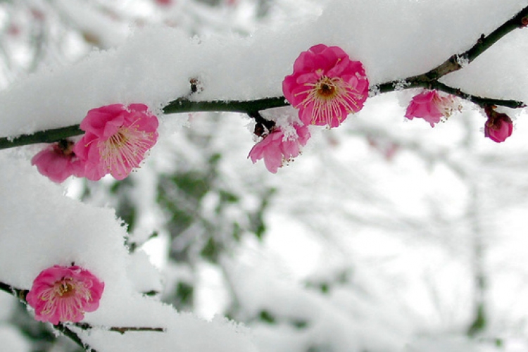 Télen pihenő virágunk