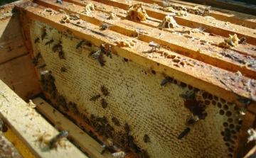 Felborult egy méhkaptárakat szállító teherautó Petőfiszállás környékén