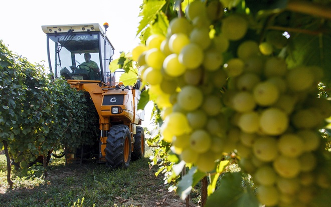 Nagy mennyiségű, jó minőségű szőlő termett idén