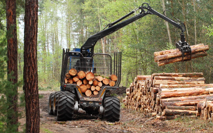 Megszólaltak a szakértők a fakitermelés szabályaival kapcsolatban