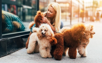 Így védjük meg a kutyánkat a parazitáktól