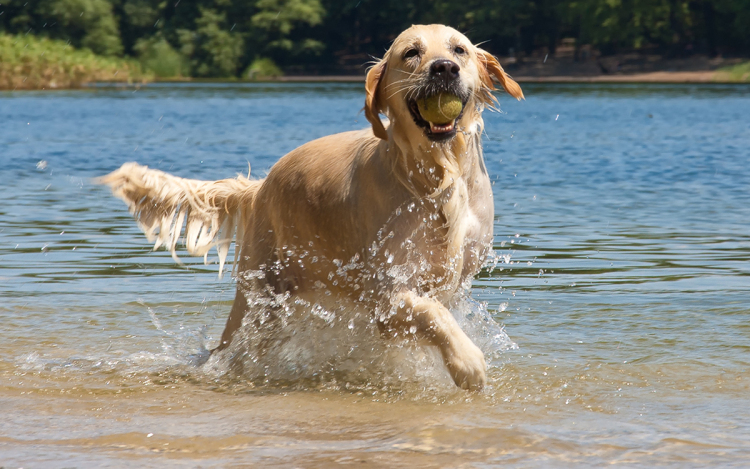 A kutyások kedvenc közösségi tere megszűnt: A Csongrádi Kutyastrand bezárásának háttere