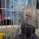 Tömegeket vonzott a Mezgé piknikje a tangazdaságba