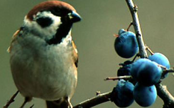 Bugacra látogattak a madárbarátok