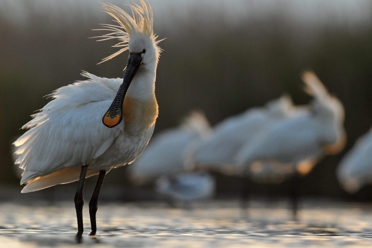 A Csaj-tó gazdag madárvilága kincs