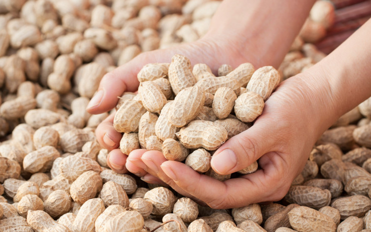 Új növény jelenhet meg a magyar földeken